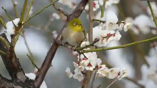 牛嶋天満宮の動物