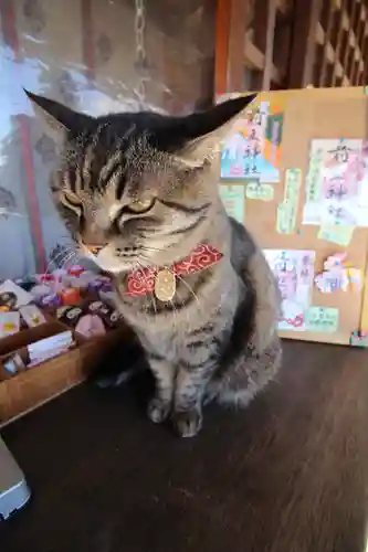 前玉神社の動物