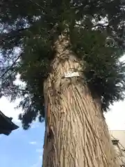 八幡神社の自然