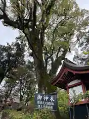 鹿児島神宮の自然