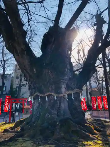 秩父今宮神社の自然