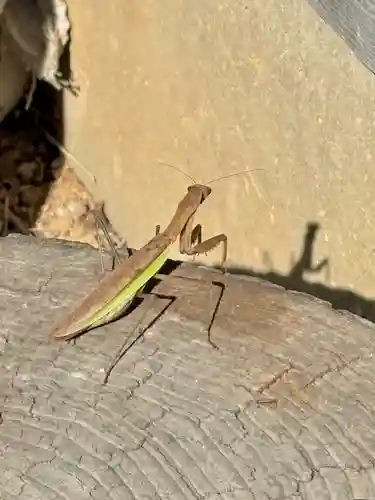 蚊里田八幡宮(長野県)
