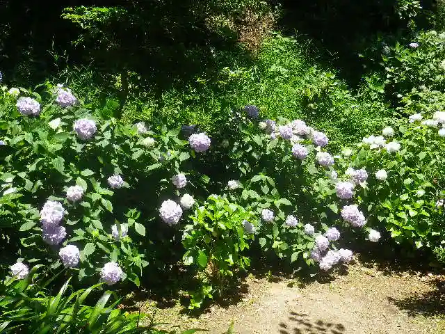 葛原岡神社の自然