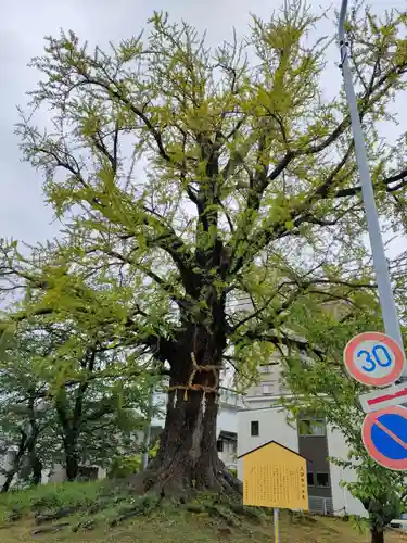 津島神社の自然