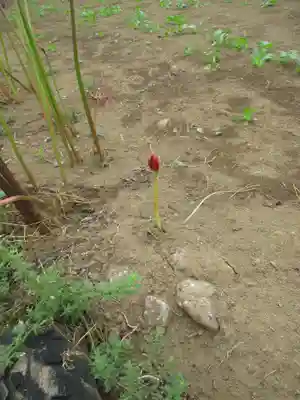 真光寺(千葉県)