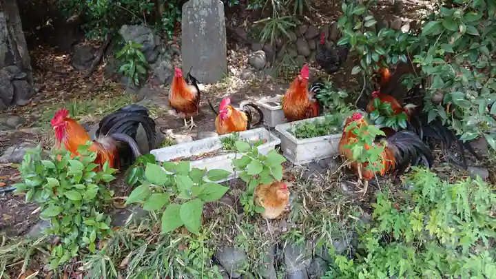 谷保天満宮の動物