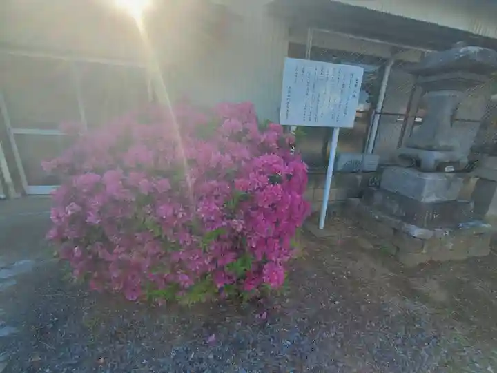 白山神社(千代田町萱野)(群馬県)