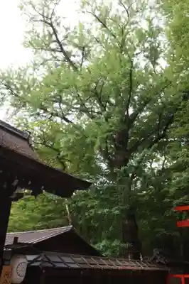 河合神社（鴨川合坐小社宅神社）(京都府)