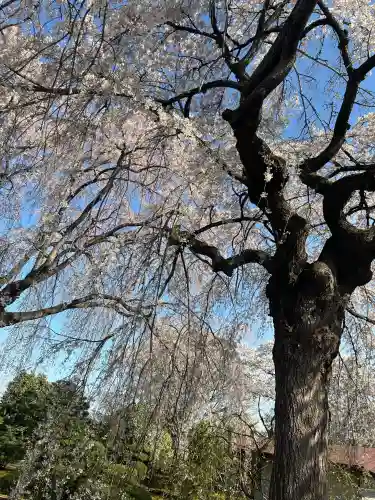 身照寺の{uncategorized: "未分類", other: "その他", undefined: "問題あり", building: "その他建物", grave: "お墓", sacred_gate: "鳥居", guardian: "狛犬", statue: "像", buddha: "仏像", history: "歴史", nature: "自然", garden: "庭園", animal: "動物", pagoda: "塔", temizu: "手水舎", mountain_gate: "山門・神門", sanctuary: "本殿・本堂", subordinate: "末社・摂社", art: "芸術", scenery: "景色", jizo: "地蔵", ema: "絵馬", goshuin: "御朱印", omikuji: "おみくじ", items: "授与品その他", amulet: "お守り", goshuincho: "御朱印帳", eats: "食事", festival: "お祭り", votive_dance: "神楽", shichigosan: "七五三参", wedding: "結婚式", experience: "体験その他", initially: "初詣", around: "周辺", anti_infection: "感染症対策"}