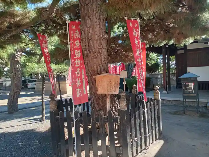 葛井寺(大阪府)