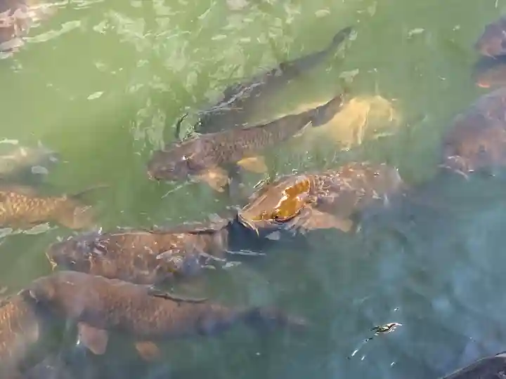 八大白龍大神(岐阜県)
