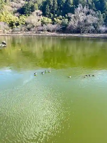 白水阿弥陀堂の自然