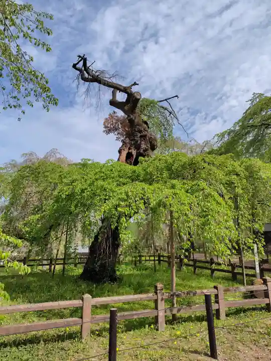 清雲寺(埼玉県)