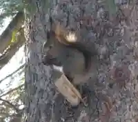 留辺蘂神社の動物