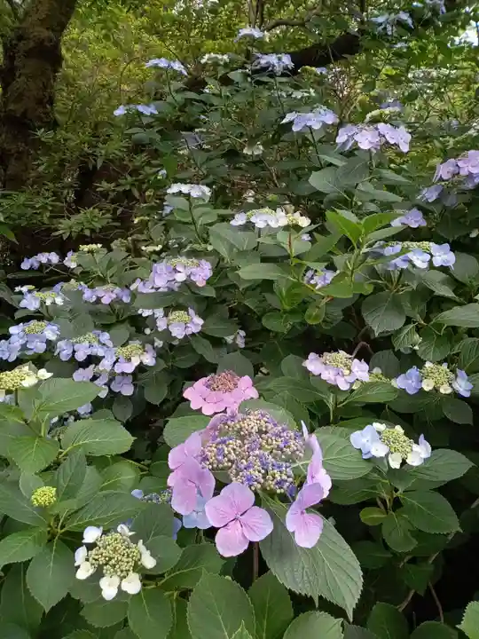 高幡不動尊 金剛寺(東京都)