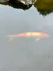 當麻寺 奥院の動物