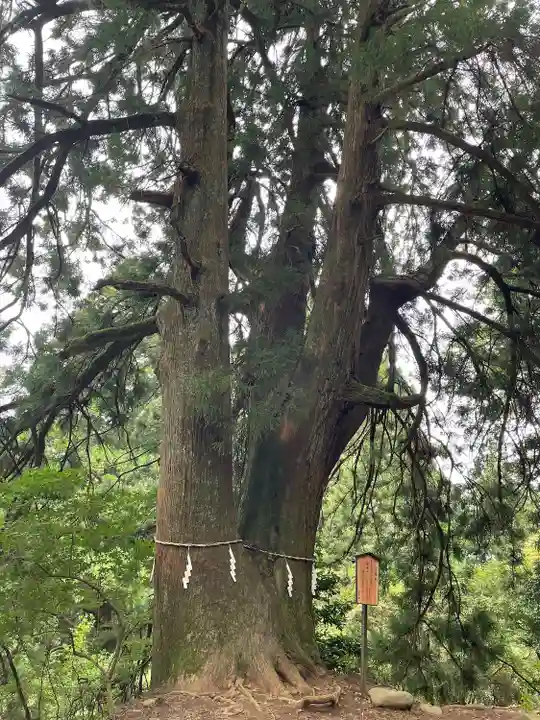 大山阿夫利神社本社(神奈川県)
