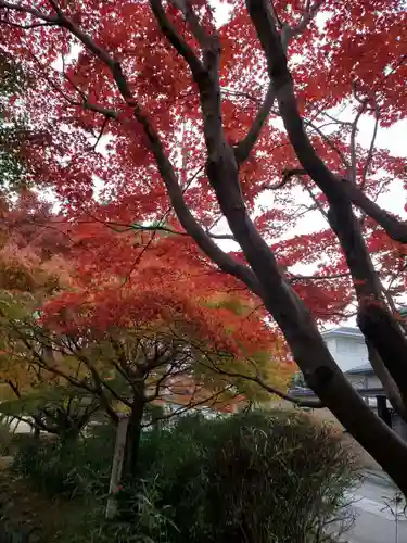 宇治上神社の自然