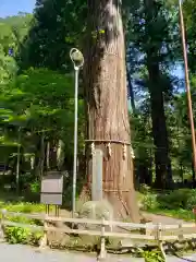 河口浅間神社の自然