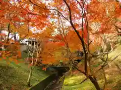 東福禅寺（東福寺）の自然