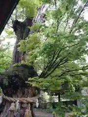 賀羅加波神社の自然