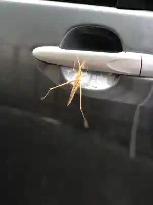 栄山寺(奈良県)