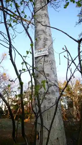 岩見澤神社の自然