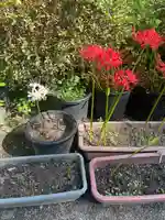 岩船寺(京都府)