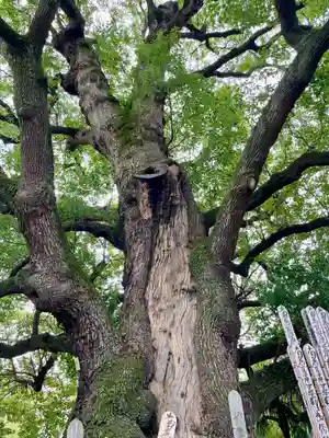 妙雲寺(東京都)