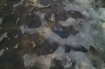 大崎八幡宮(宮城県)