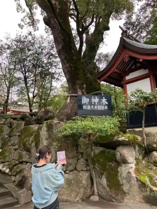 鹿児島神宮(鹿児島県)