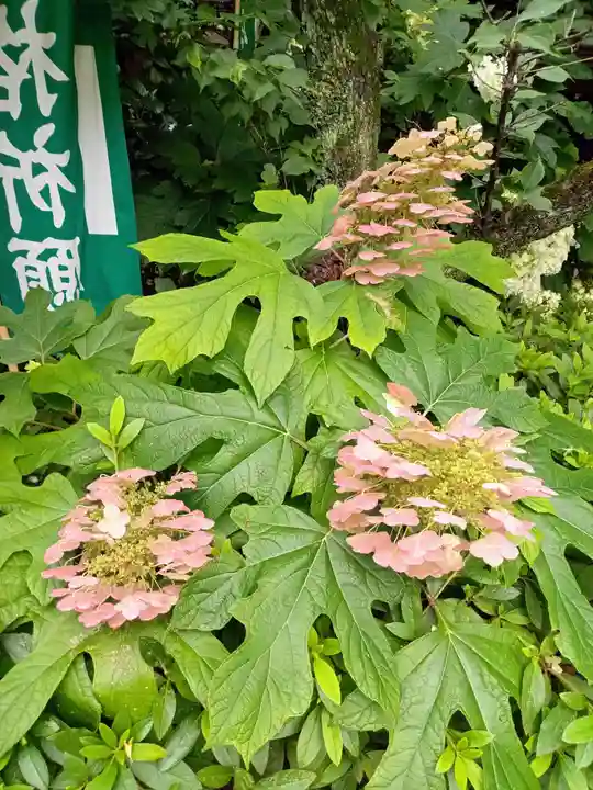 阿佐ヶ谷神明宮の自然