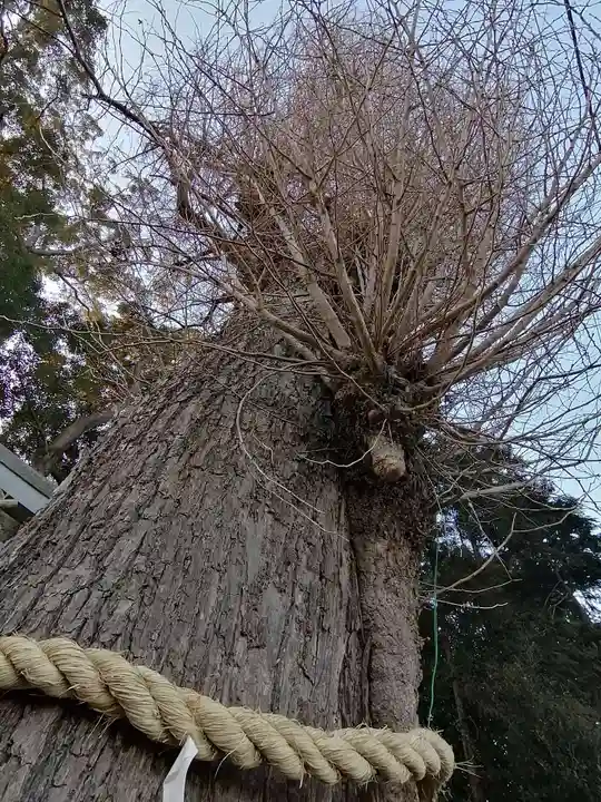 弓田香取神社の自然