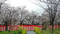 平野神社の自然