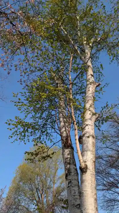 新琴似神社(北海道)