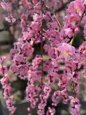 和泉國一之宮　大鳥大社(大阪府)