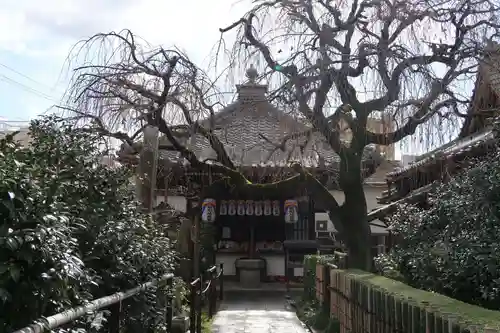地蔵院（椿寺）(京都府)