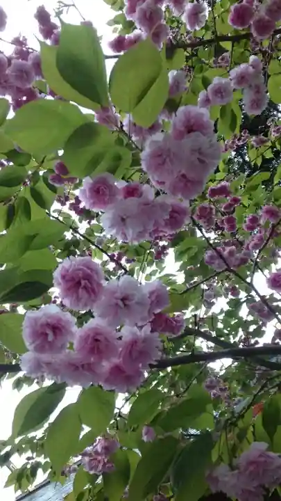 阿佐ヶ谷神明宮(東京都)