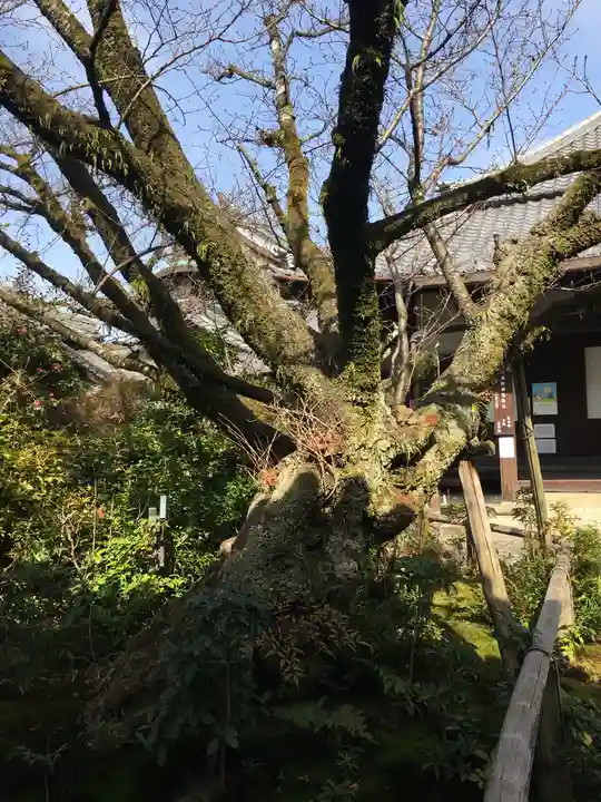 木食寺安祥院の自然
