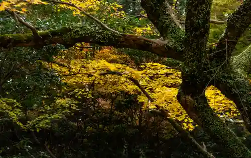柞原八幡宮(大分県)