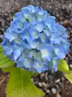 總社 和田八幡宮の自然