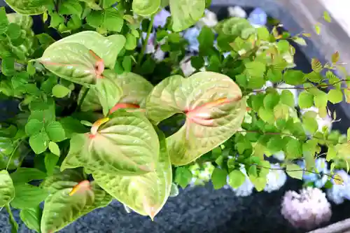 三津厳島神社の自然