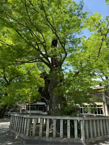 高城神社(埼玉県)
