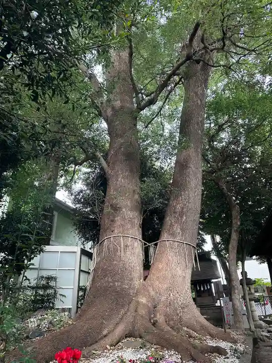 鳩ヶ谷氷川神社(埼玉県)