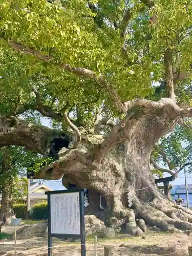 青幡神社(佐賀県)