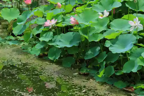 龍興寺（浮見観音）(福島県)