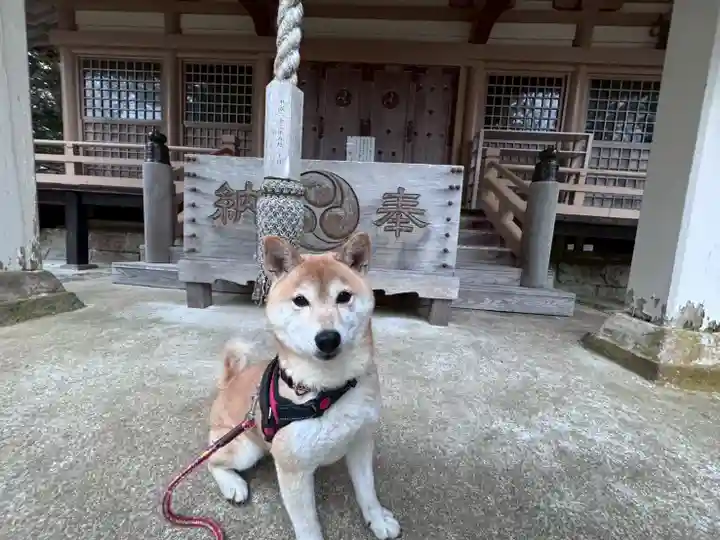 尻岸内八幡神社の動物