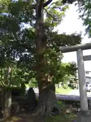 熊野神社の自然