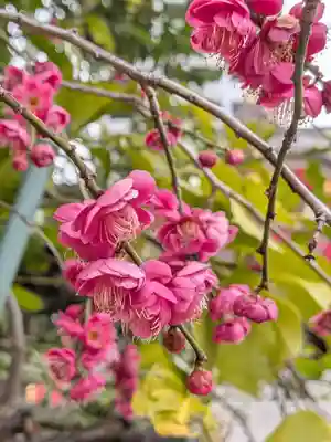 成子天神社(東京都)