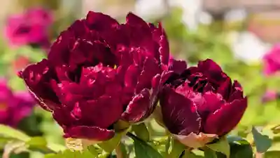 金蛇水神社(宮城県)